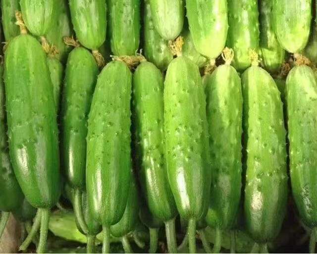 长盛2006旱黄瓜种子 口感黄瓜种子 带刺小黄瓜 口感好