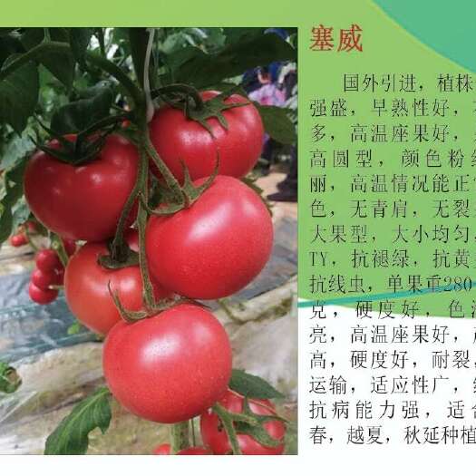 寿光市早春越夏硬粉西红柿种子 大粉番茄种子 亮粉大果西红柿早熟