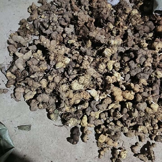 岑巩县黄精