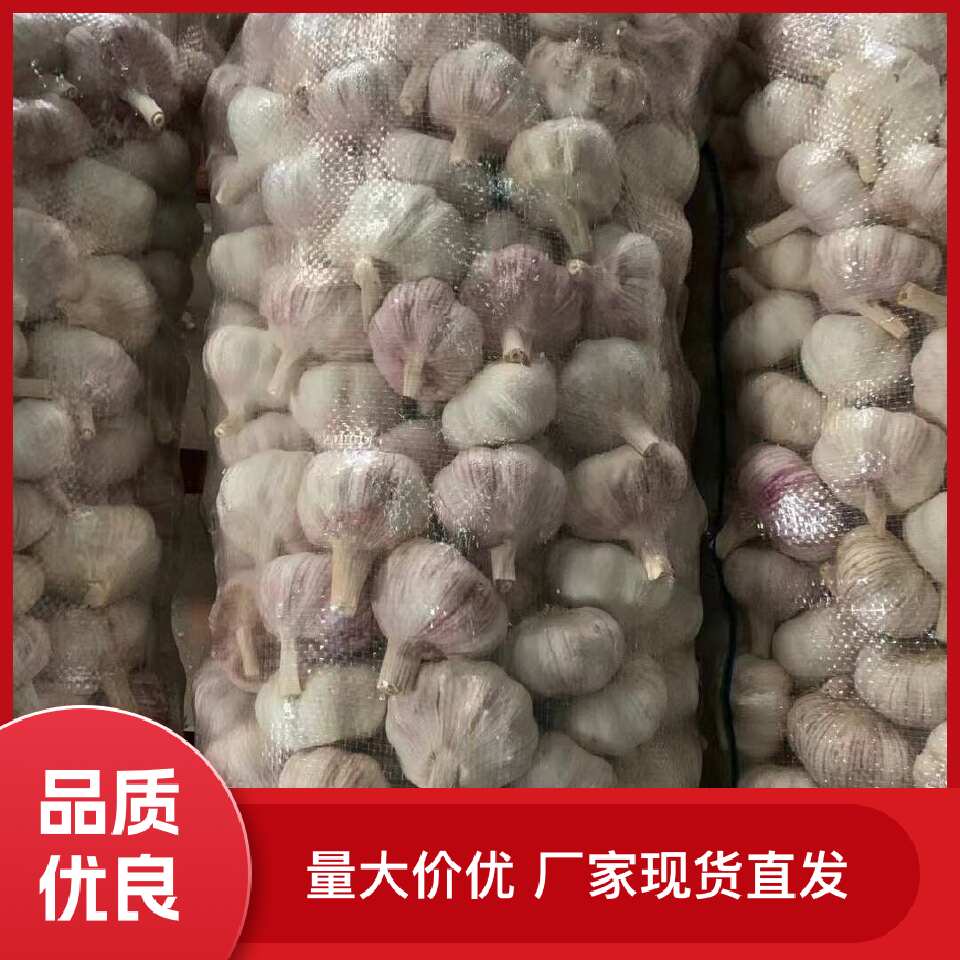 红皮蒜   代收代存大蒜冷库出租配资,常年有货代发各地市场