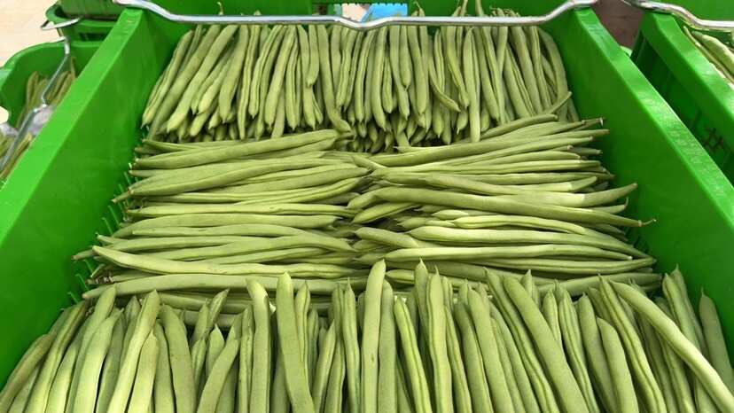 四季豆小金豆基地直发量大从优，欢迎浅谈