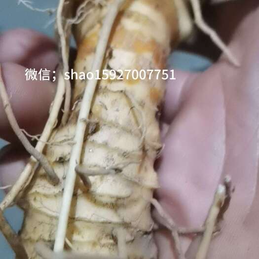 麻城市精品玉竹