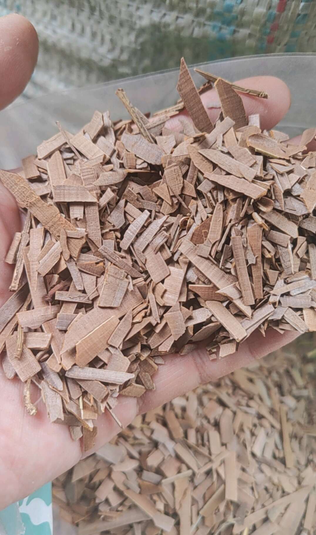 鬼箭羽    过筛选货   2斤包邮 量大从优