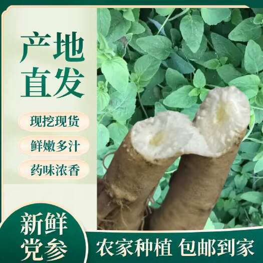 陇西县甘肃农家自产 新鲜党参 白条党参 湿党参 现挖现卖