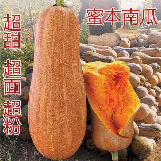 甜糯蜜本南瓜种子特面超甜改良大南瓜蔬菜种子老品种南瓜
