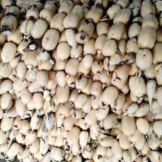沭阳县鄂莲6号精品