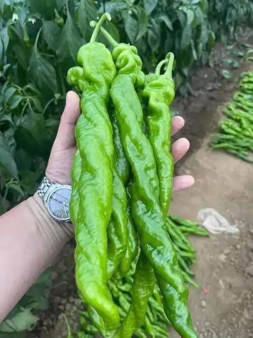 杭州优质螺丝椒龙椒个头饱满漂亮批发价格不贵