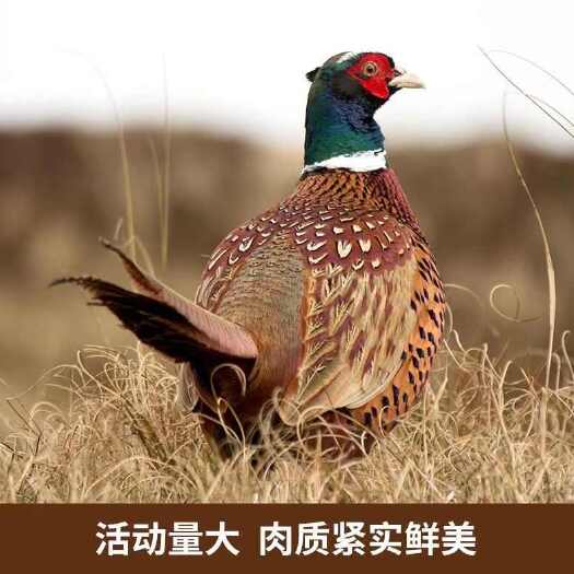 平原县七彩山鸡农家散养鸡养殖宰杀