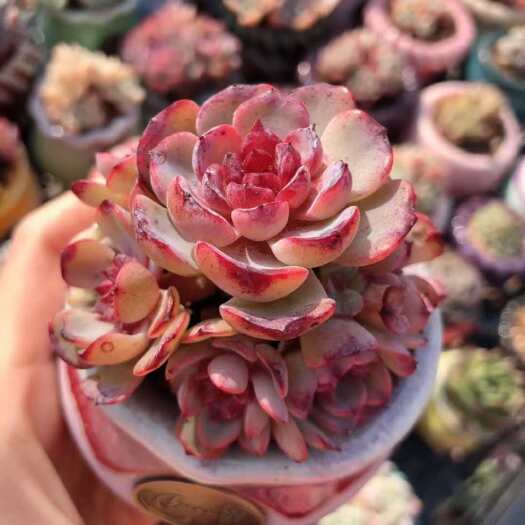 屏南县闽卉景天科多肉植物 组培苗 组培苗代工 穴盘苗批发