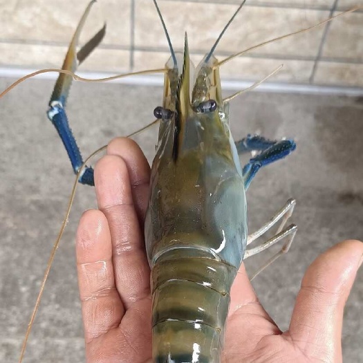 漳州罗氏虾软硬壳批发