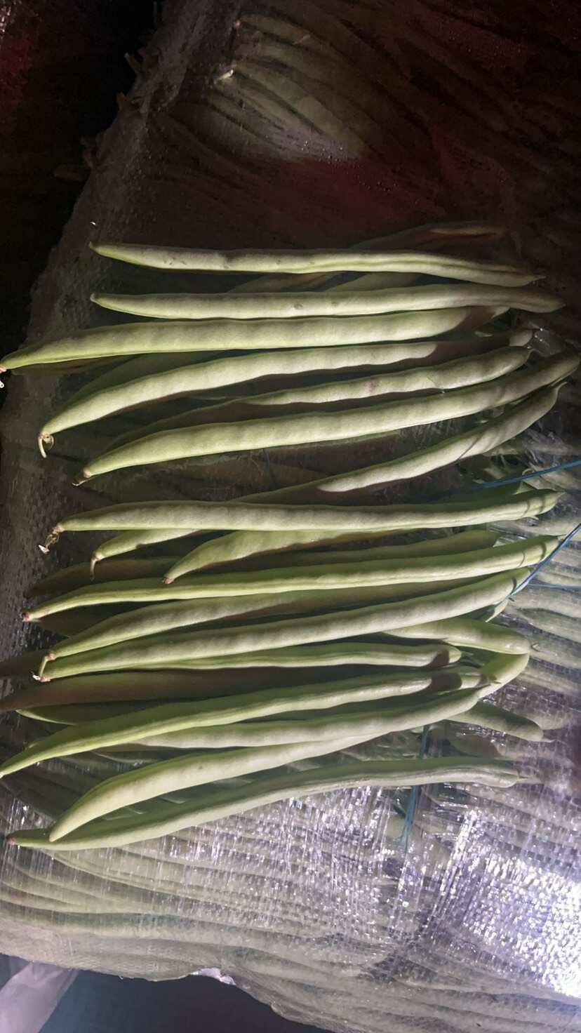 四季豆小金豆基地直发量大从优，欢迎浅谈