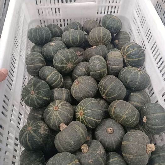 平陆县高瓷贝贝南瓜，量大价格可谈