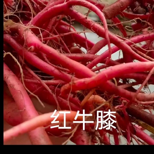 汉阴县红牛膝又名土牛膝