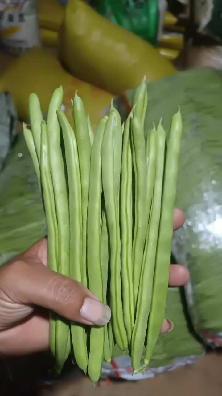 四季豆小金豆基地直发量大从优，欢迎浅谈