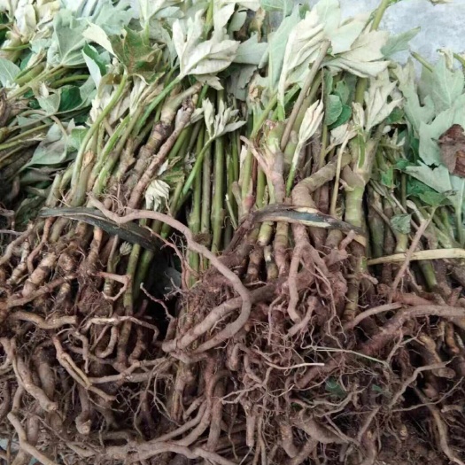 峨边县通草苗