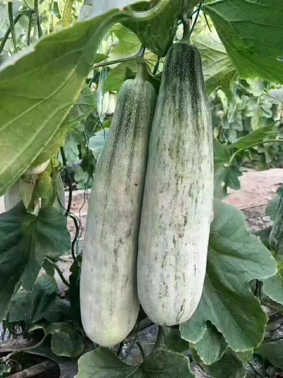 寿光市羊角蜜甜瓜苗，羊角蜜嫁接苗