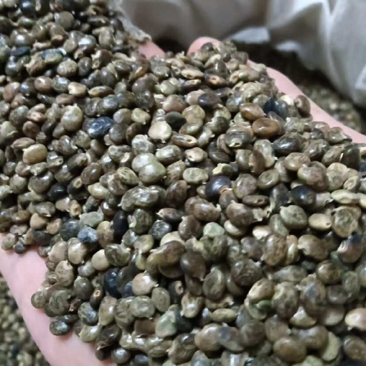 湛江大叶鸡骨草种子