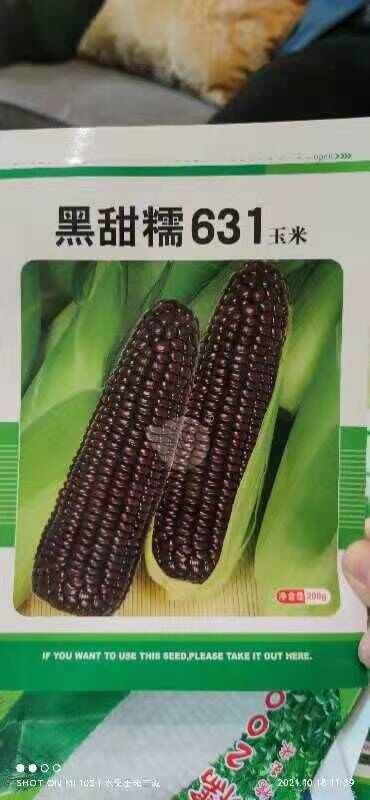 寿光市国审黑玉米种子  甜糯玉米种子  水果玉米种子 紫香糯甜
