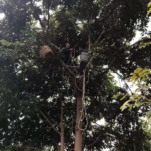 重庆市优质新鲜橄榄现摘现发