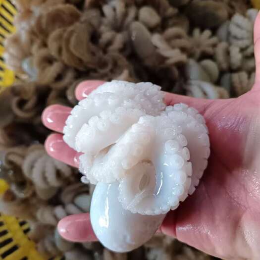 北海章鱼八爪鱼