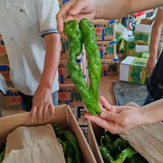 雷州市螺丝椒，栊辣，旋螺，线椒
