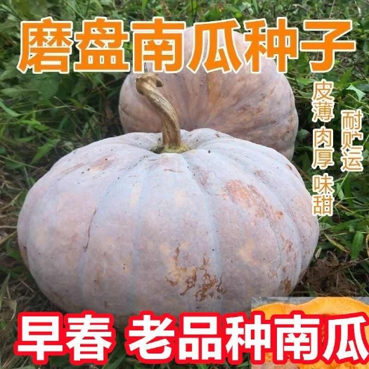 磨盘大南瓜种子南瓜籽农家自留种老品种南瓜种子甜面蔬菜种子