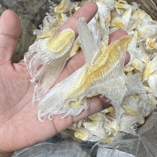 北海小鱼翅
