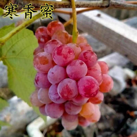寒香蜜葡萄苗，美国无核，天然无核，又香又甜，抗寒产量高稳产