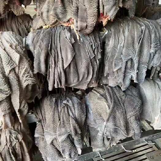 阳信县国产纯干毛肚