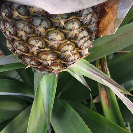 17号金钻凤梨，自然熟，
