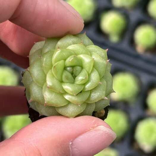 屏南县闽卉景天科肉植物 组培苗代工 穴盘苗批发盆栽