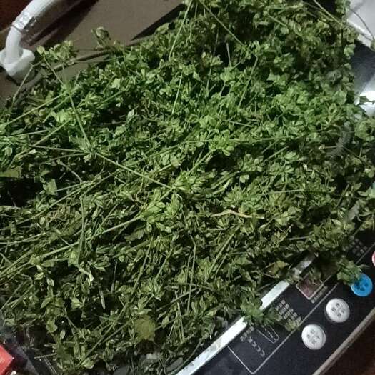 罗定市狗肝菜