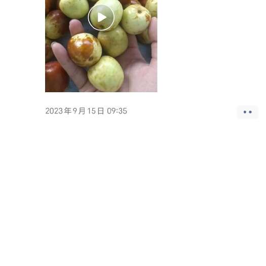 阜阳玉铃铛枣成品枣树