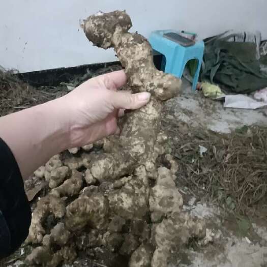 盐津县书名黄精可以泡8十1可以吨鸡鸭是对身体的大补药