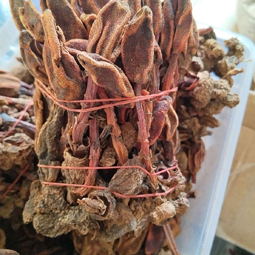亳州回春草