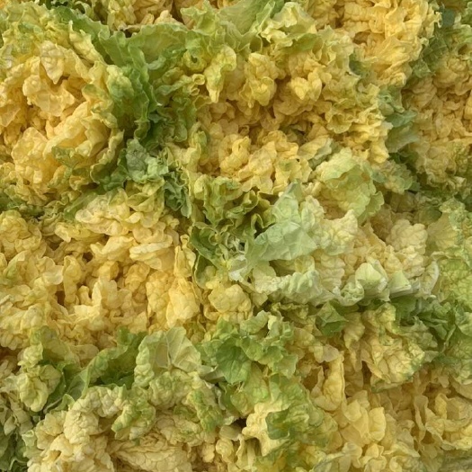 山东滕州黄心白菜量产