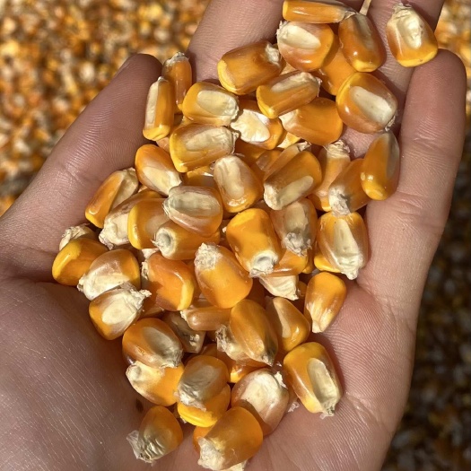 云南干玉米净粮水分低杂质少