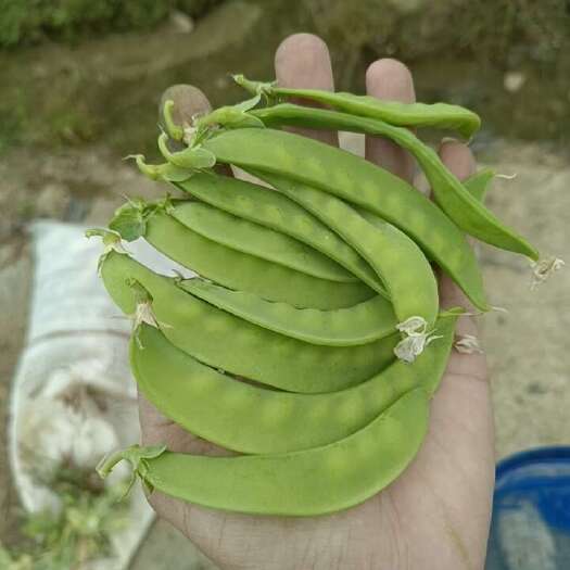 横州市荷兰豆大量上市，有需要的欢迎联系