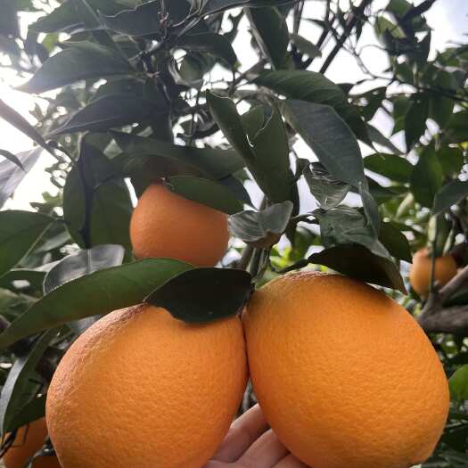 奉节种植大户的奉节脐橙，纽荷儿、长虹、圆虹、72一1。 味道好，