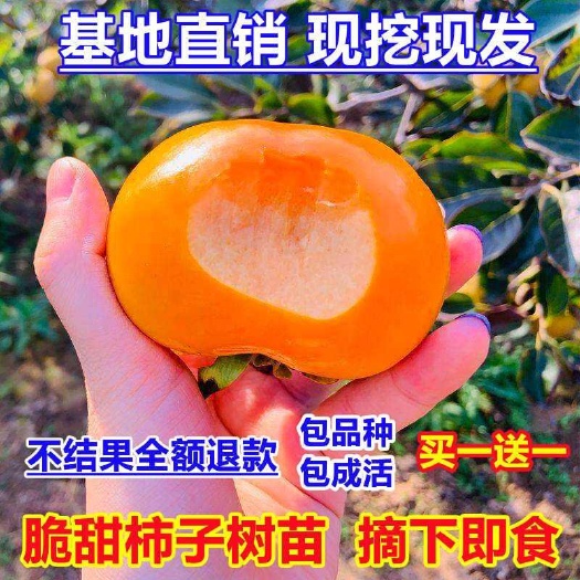 绛县阳丰脆甜柿子苗，火晶柿子苗，脆甜柿子苗基地直销