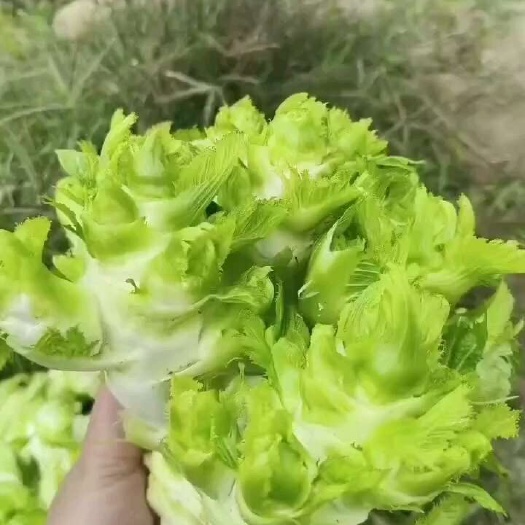 大英县精品儿菜