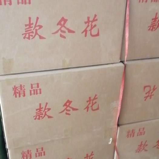 款冬花