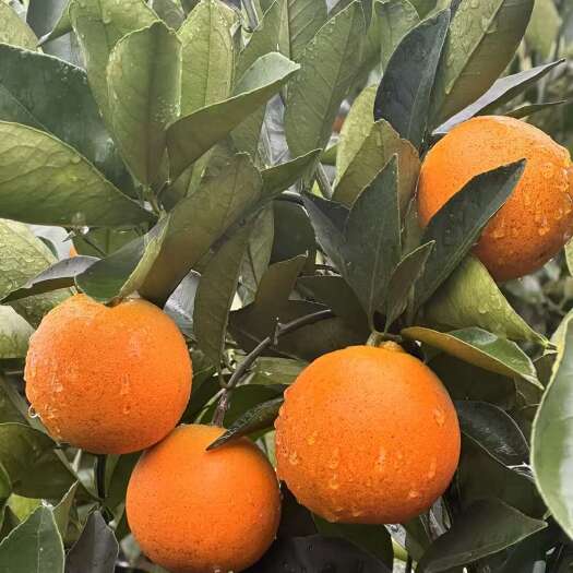 麻阳县麻阳冰糖橙