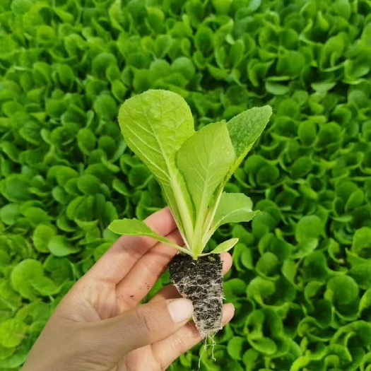 通海县大白菜苗