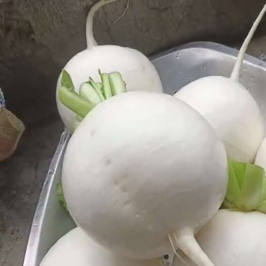 重庆市白萝卜