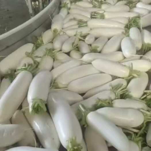 南通白萝卜