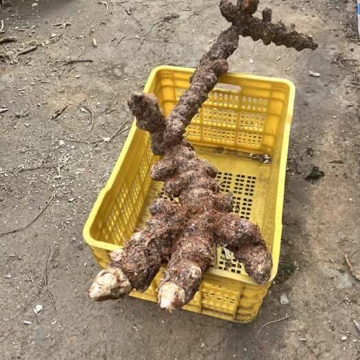 贺州土茯苓大土，白肉粉质，每天有新鲜的