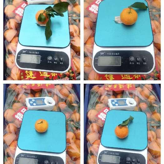 桐乡市沙糖桔，3.7一斤，嘉兴直发