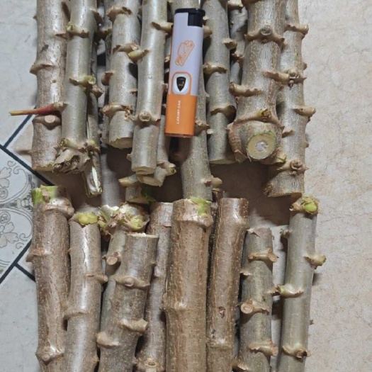 玉林木薯种苗 黄肉木薯 面鸡蛋黄木薯 华南9 种子大量供应