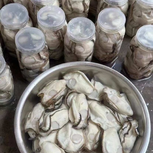 饶平县鸿运水产生蚝原产地批发一手货源乳山生蚝净化生蚝罐装蚝肉